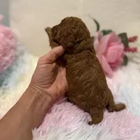 Venus, a female Poodle - Toy  for sale in Coldspring, TX – Photo 2 of 3