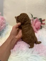 Venus, a female Poodle - Toy  for sale in Coldspring, TX – Photo 2 of 3