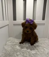 lilly, a female Poodle - Toy  for sale in Coldspring, TX – 3 of 4
