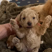 Olivia, a female Poodle - Toy  for sale in Coldspring, TX – Photo 3 of 5