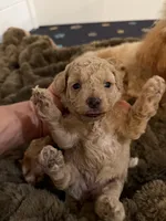 Olivia, a female Poodle - Toy  for sale in Coldspring, TX – Photo 3 of 5