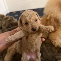 Olivia, a female Poodle - Toy  for sale in Coldspring, TX – Photo 2 of 5