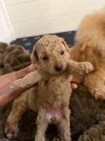 Olivia, a female Poodle - Toy  for sale in Coldspring, TX – Photo 2 of 5