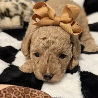 Olivia, a female Poodle - Toy  for sale in Coldspring, TX – Photo 1 of 5