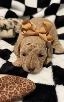 Olivia, a female Poodle - Toy  for sale in Coldspring, TX – Photo 1 of 5