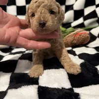 Olivia, a female Poodle - Toy  for sale in Coldspring, TX – Photo 4 of 5