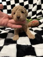 Olivia, a female Poodle - Toy  for sale in Coldspring, TX – Photo 4 of 5