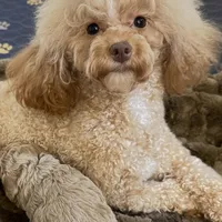 Olivia, a female Poodle - Toy  for sale in Coldspring, TX – Photo 5 of 5