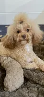 Olivia, a female Poodle - Toy  for sale in Coldspring, TX – Photo 5 of 5