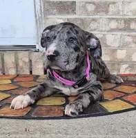 "LAURYN HILL" BLUE MERLE TRI, a female American Bully for sale in Newark, NJ – 5 of 10