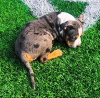 "LUDACRIS" BLUE MERLE TRI COLOR, a male American Bully and American Pit Bull Terrier for sale in Newark, NJ – 2 of 3