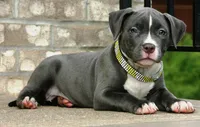 "AALIYAH" BLUE NOSE, a female American Bully for sale in Newark, NJ – 6 of 7