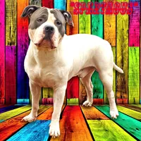 "SOFIA VERGARA", a male American Bully for sale in Newark, NJ – 9 of 10