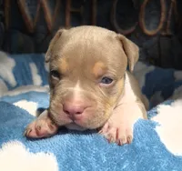 "AL B SURE" UKC REGISTERED, a male American Bully for sale in Newark, NJ – 8 of 10