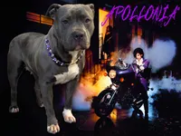 "DMX" BLUE NOSE / BLUE EYES, a male American Bully and American Pit Bull Terrier for sale in Newark, NJ – 9 of 10