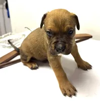 "SNOOP DOGG" LILAC TRI COLOR, a male American Bully for sale in Newark, NJ – 2 of 5