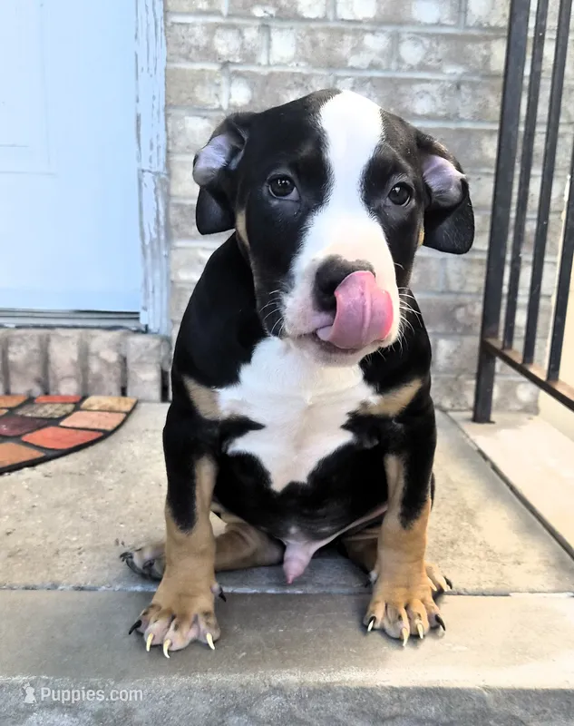 "BIGGIE SMALLZ" BLACK TRI – American Bully, American Pit Bull Terrier puppy for sale in Newark, NJ