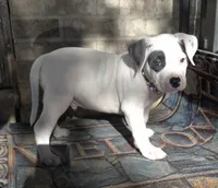 "THA ROCK" WHITE MERLE, a male American Bully for sale in Newark, NJ – 6 of 9