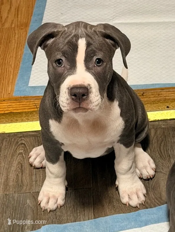 "AALIYAH" – American Bully, American Pit Bull Terrier puppy for sale in Newark, NJ
