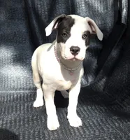 "SOFIA VERGARA", a male American Bully for sale in Newark, NJ – 7 of 10