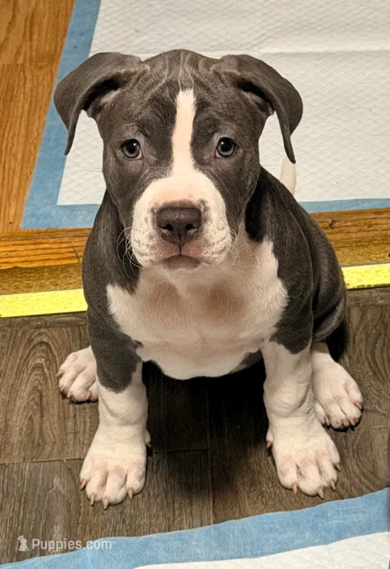 "AALIYAH" – American Bully, American Pit Bull Terrier puppy for sale in Newark, NJ