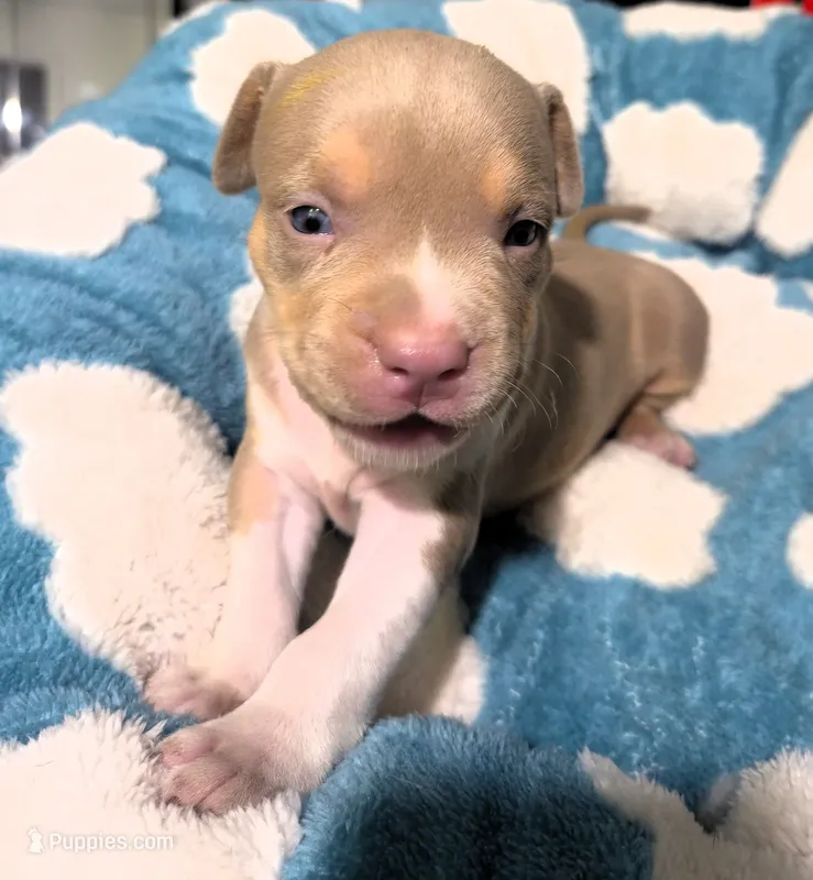 "BRAD PITT"  LILAC TRI COLOR / UKC REGISTERED – American Bully puppy for sale in Newark, NJ