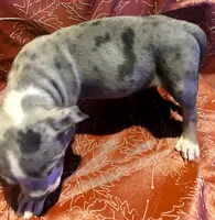 "SZA" MERLE BLUE NOSE, a female American Bully for sale in Newark, NJ – 5 of 6