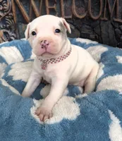 "DOLLY PARTON" WHITE MERLE BLUE EYES, a female American Bully for sale in Newark, NJ – 1 of 10