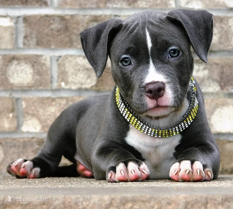 "AALIYAH" BLUE NOSE – American Bully puppy for sale in Newark, NJ