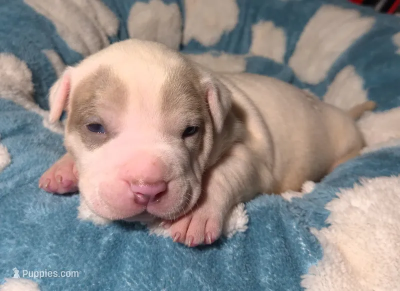 "BRAD PITT"   – American Bully, American Pit Bull Terrier puppy for sale in Newark, NJ