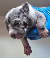 "AALIYAH" BLUE MERLE, a female American Bully for sale in Newark, NJ – 1 of 3