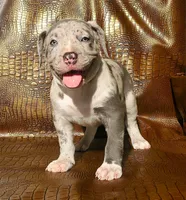 "THA ROCK" MERLE, a male American Bully for sale in Newark, NJ – 4 of 8