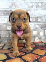 "SNOOP DOGG" LILAC TRI COLOR BLUE EYES, a male American Bully for sale in Newark, NJ – 5 of 8