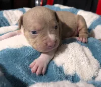 "BRAD PITT"  LILAC TRI COLOR / UKC REGISTERED, a male American Bully for sale in Newark, NJ – 5 of 10