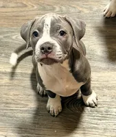 "AALIYAH", a female American Bully and American Pit Bull Terrier for sale in Newark, NJ – 4 of 5