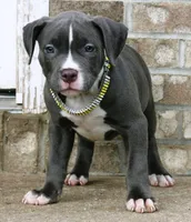 "AALIYAH" BLUE NOSE, a female American Bully for sale in Newark, NJ – 5 of 7