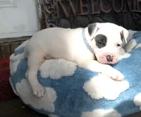 "THA ROCK" WHITE MERLE, a male American Bully for sale in Newark, NJ – 2 of 10