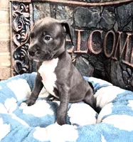 "DMX" (LAST 1) BLUE NOSE / BLUE EYES, a male American Bully and American Pit Bull Terrier for sale in Newark, NJ – 7 of 9