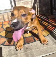 "BRAD PITT" LILAC TRI COLOR, a male American Bully and American Pit Bull Terrier for sale in Newark, NJ – 7 of 8