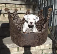 "MARILYN MONROE"  WHITE MERLE, a female American Bully and American Pit Bull Terrier for sale in Newark, NJ – 6 of 10