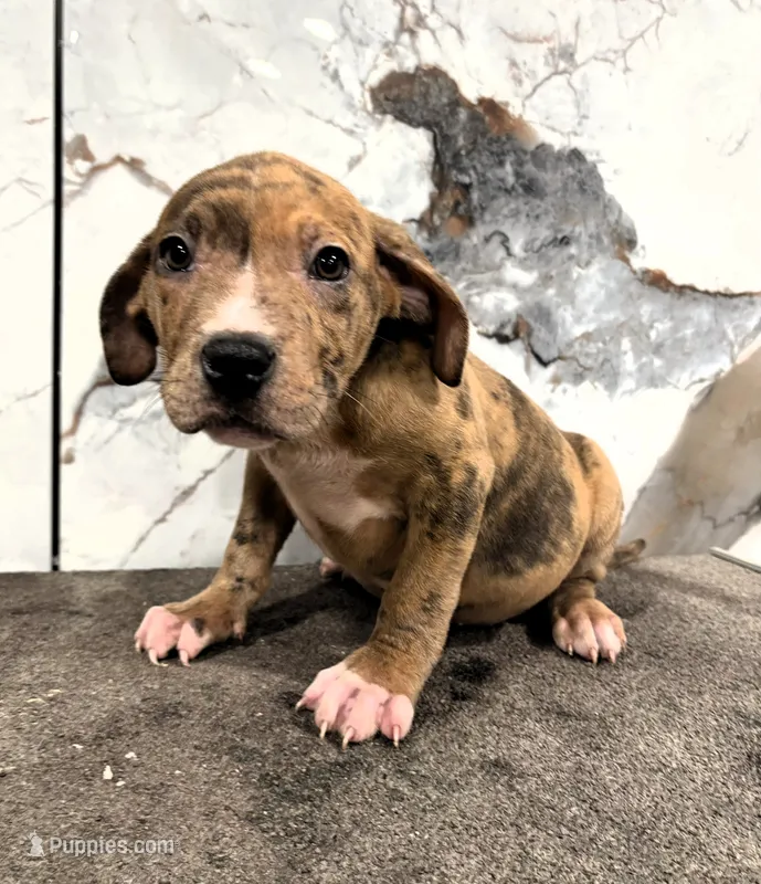 "AL B SURE" LILAC MERLE – American Bully, American Pit Bull Terrier puppy for sale in Newark, NJ