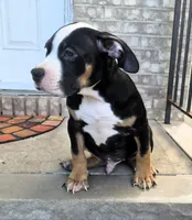 "BIGGIE SMALLZ" BLACK TRI, a female American Bully and American Pit Bull Terrier for sale in Newark, NJ – 4 of 7