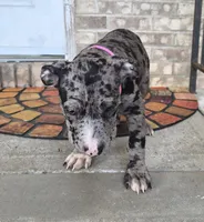 "LAURYN HILL" BLUE MERLE TRI, a female American Bully for sale in Newark, NJ – 10 of 10
