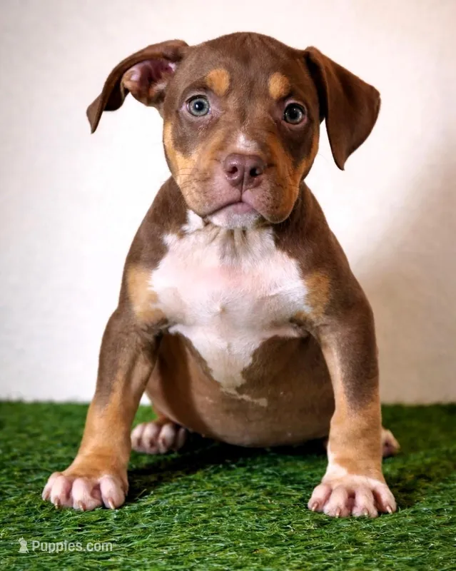 "CIARA" CHOC TRI – American Bully puppy for sale in Newark, NJ