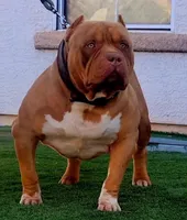 "CIARA" CHOC TRI, a female American Bully for sale in Newark, NJ – Photo 5 of 5