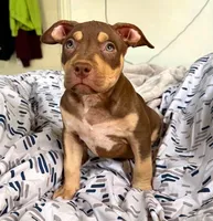 "CIARA" CHOC TRI, a female American Bully for sale in Newark, NJ – Photo 2 of 5