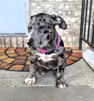 "LAURYN HILL" BLUE MERLE TRI, a female American Bully for sale in Newark, NJ – 3 of 10