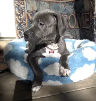 "DMX" (LAST 1) BLUE NOSE / BLUE EYES, a male American Bully and American Pit Bull Terrier for sale in Newark, NJ – 6 of 10