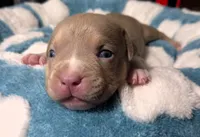 "BRAD PITT"  LILAC TRI COLOR / UKC REGISTERED, a male American Bully for sale in Newark, NJ – 6 of 10