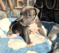 "DMX" BLUE NOSE / BLUE EYES, a male American Bully and American Pit Bull Terrier for sale in Newark, NJ – 5 of 10